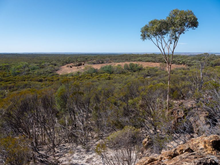 Home Bush Blocks Guardians Inc.
