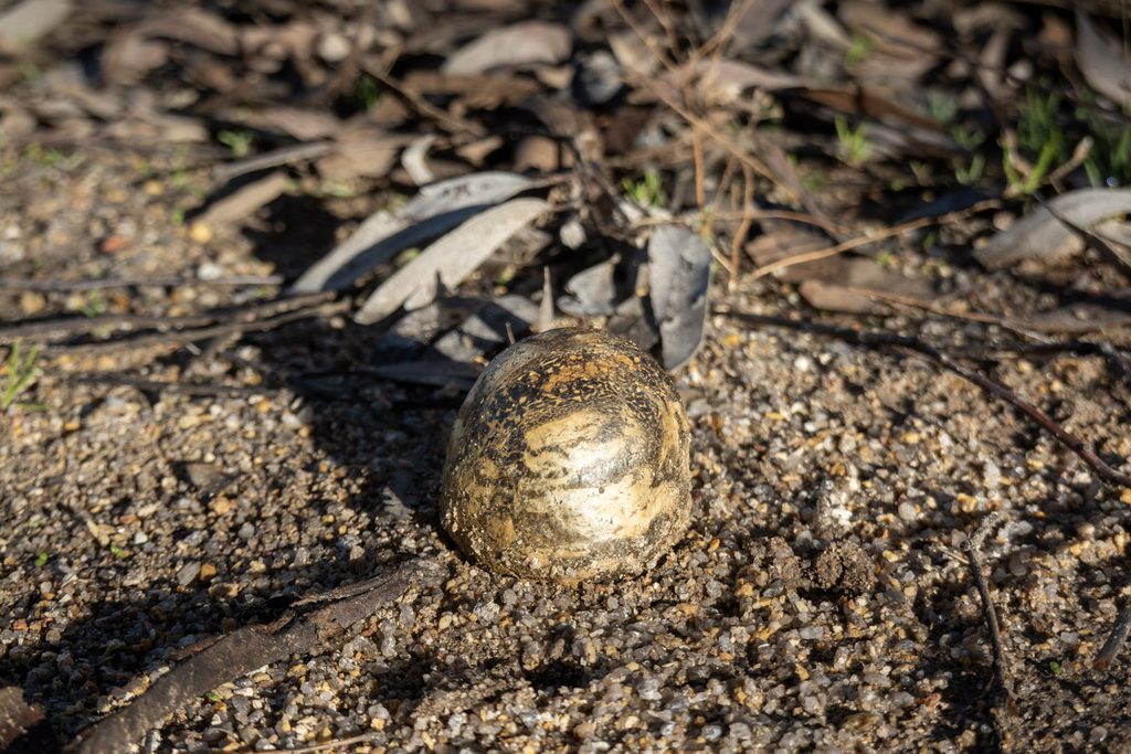 Photo of a puffball at our land